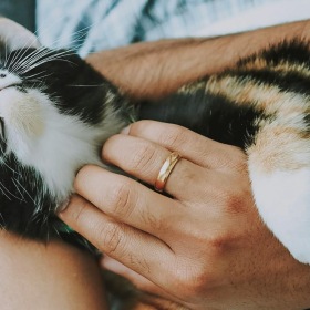 We welcome your pet family a cute kitty being pet by owner